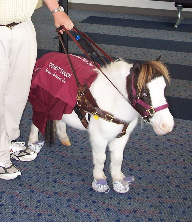 Mini Guide Horse